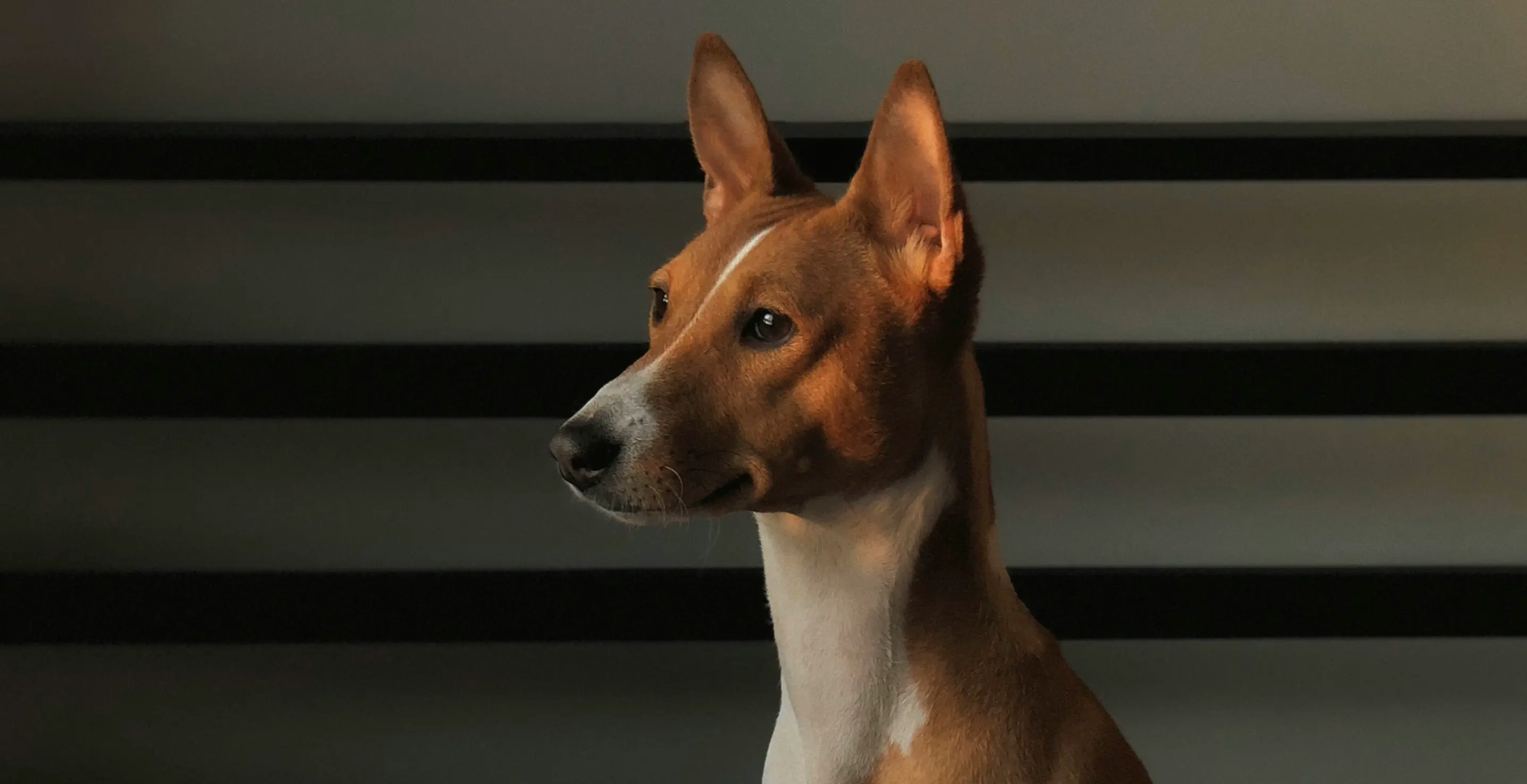 Basenji patrzący w dal