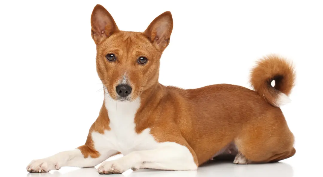 Majestatyczny pies rasy Basenji