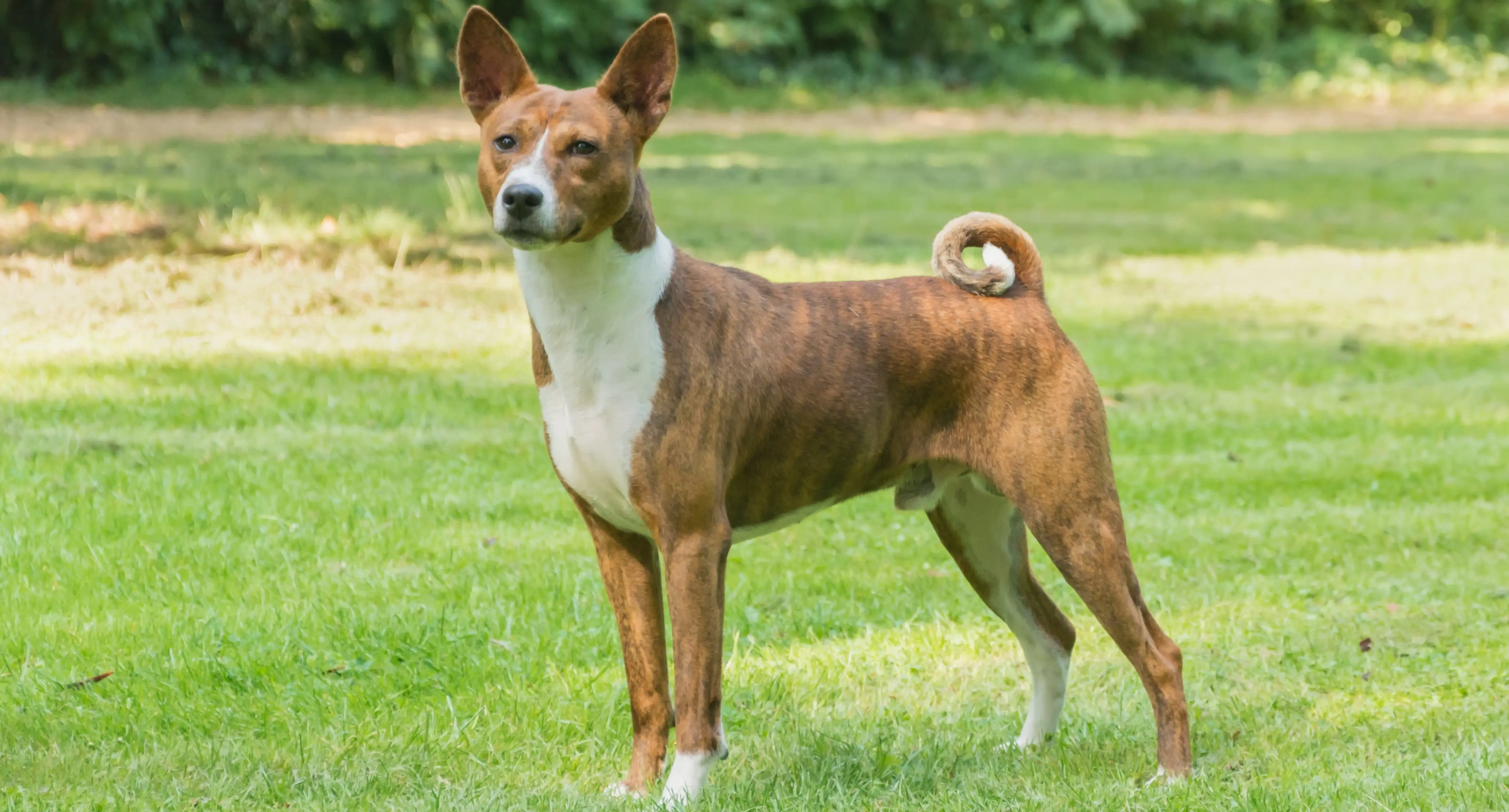 Basenji stojący na zielonej trawce