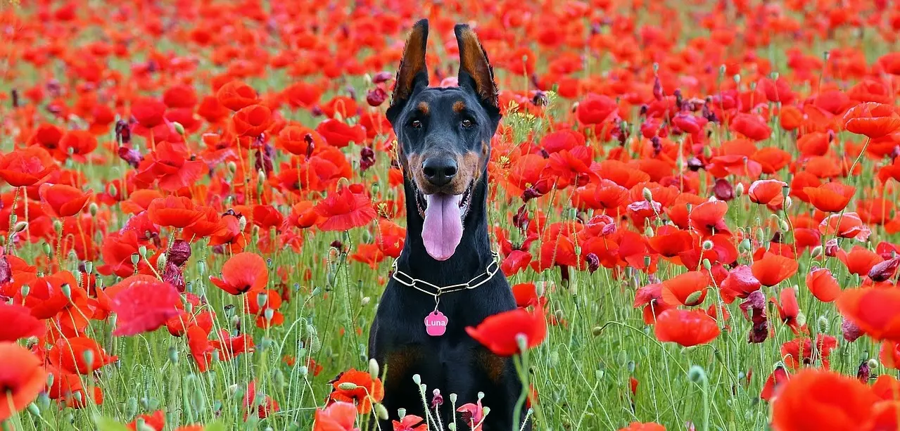 Doberman siedzący w polu maku