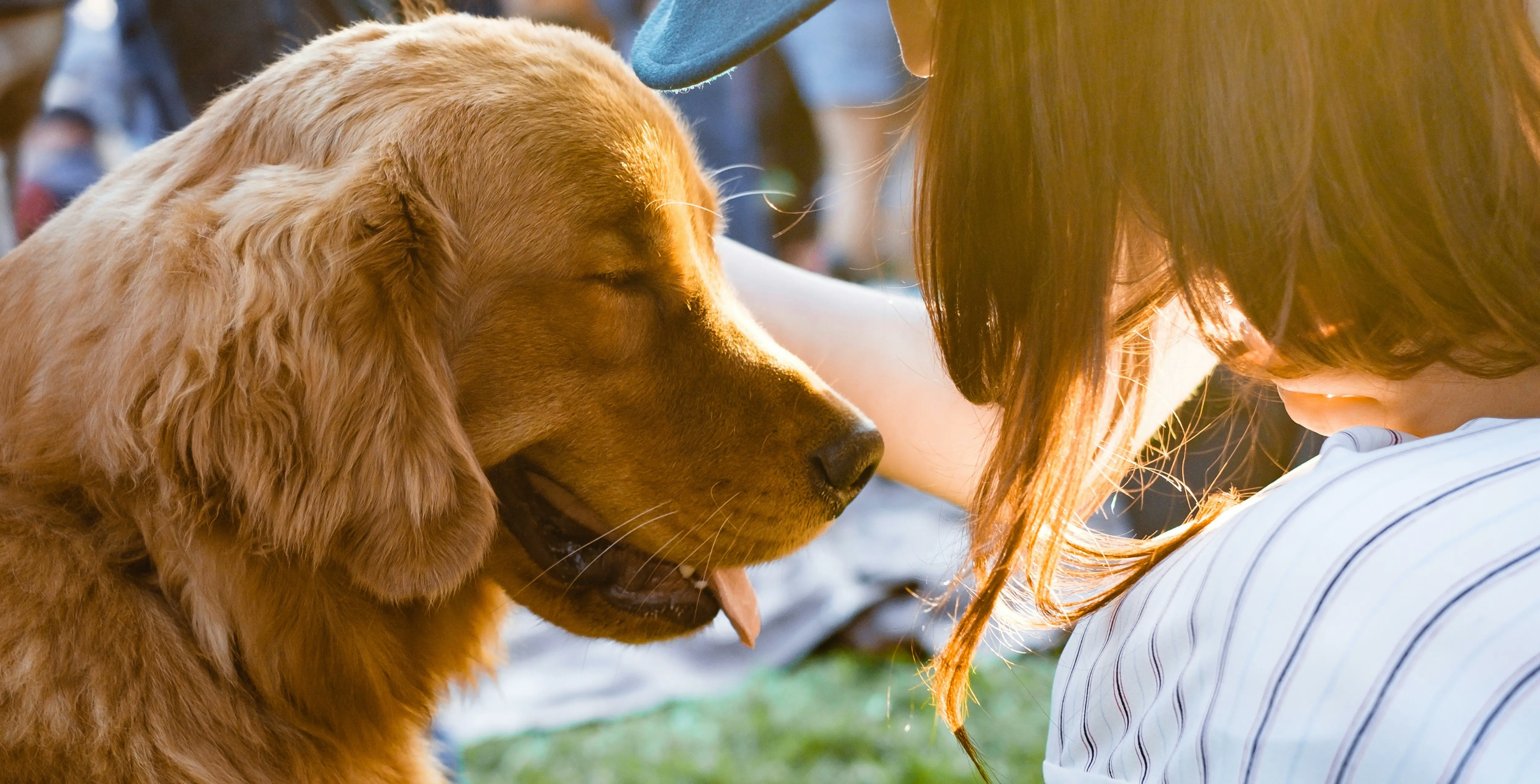 Terapia z psem, dogoterapia z goldenem