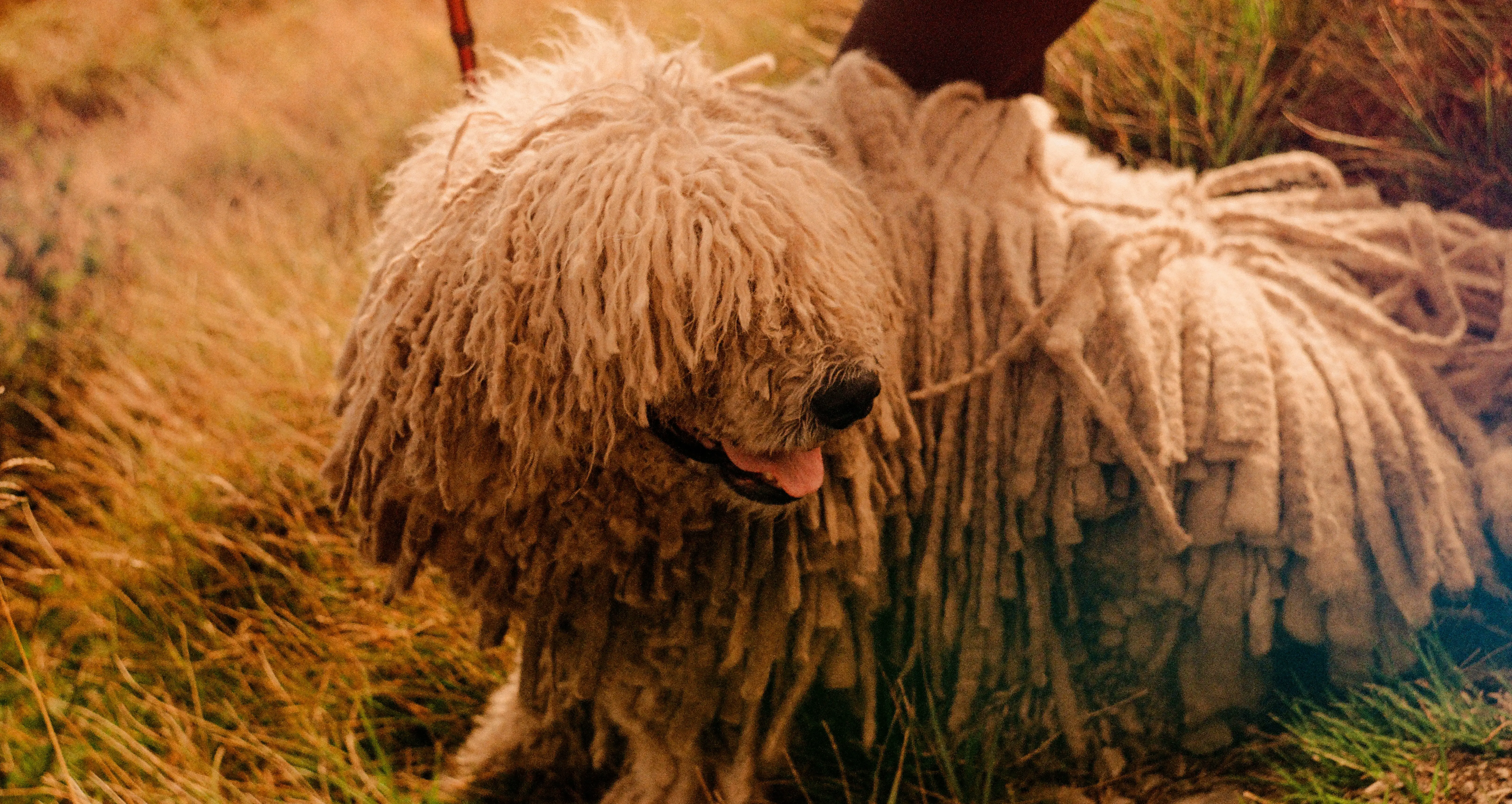 Komondor wygląd