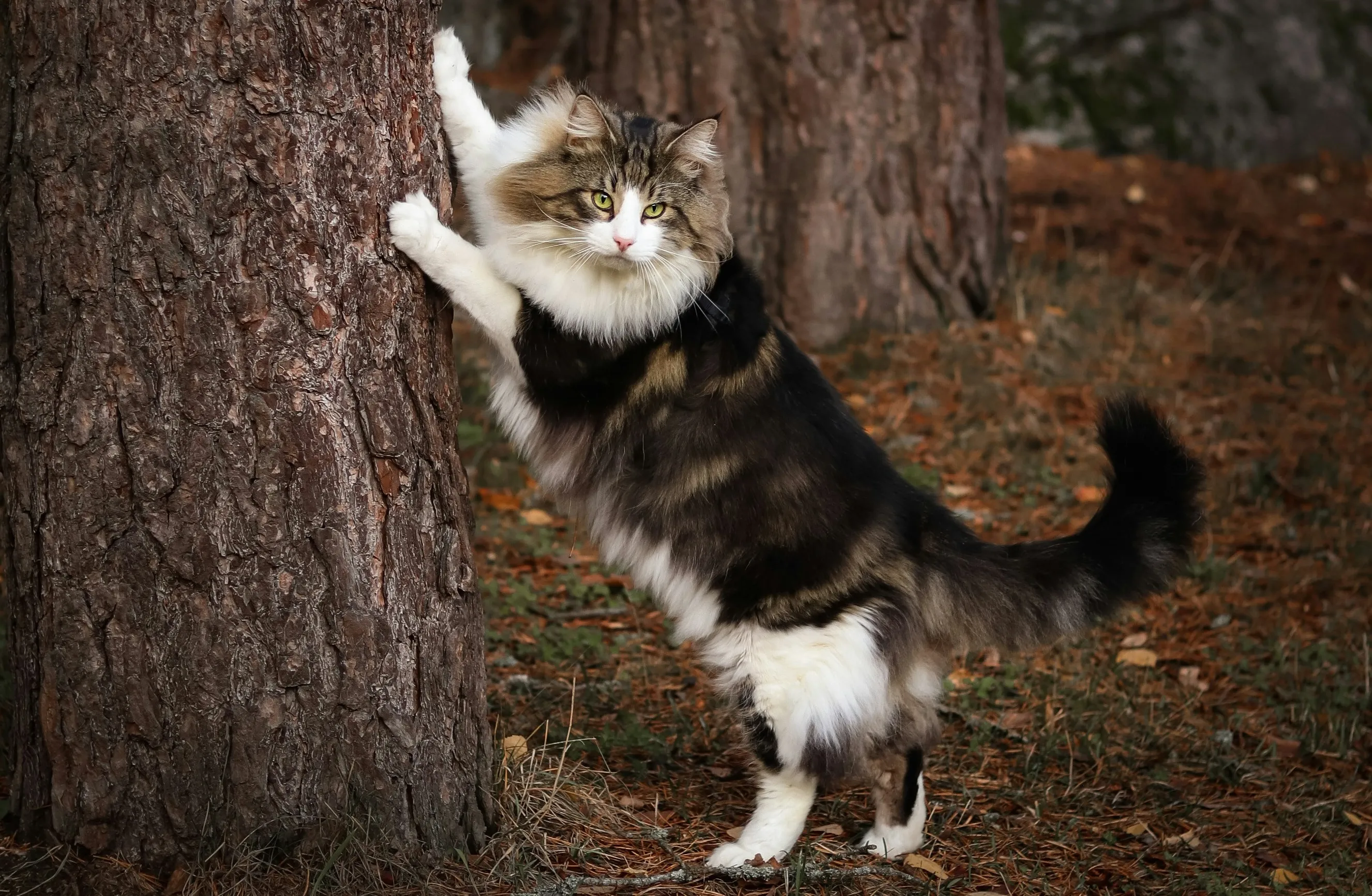 Kot Norweski leśny przy drzewie