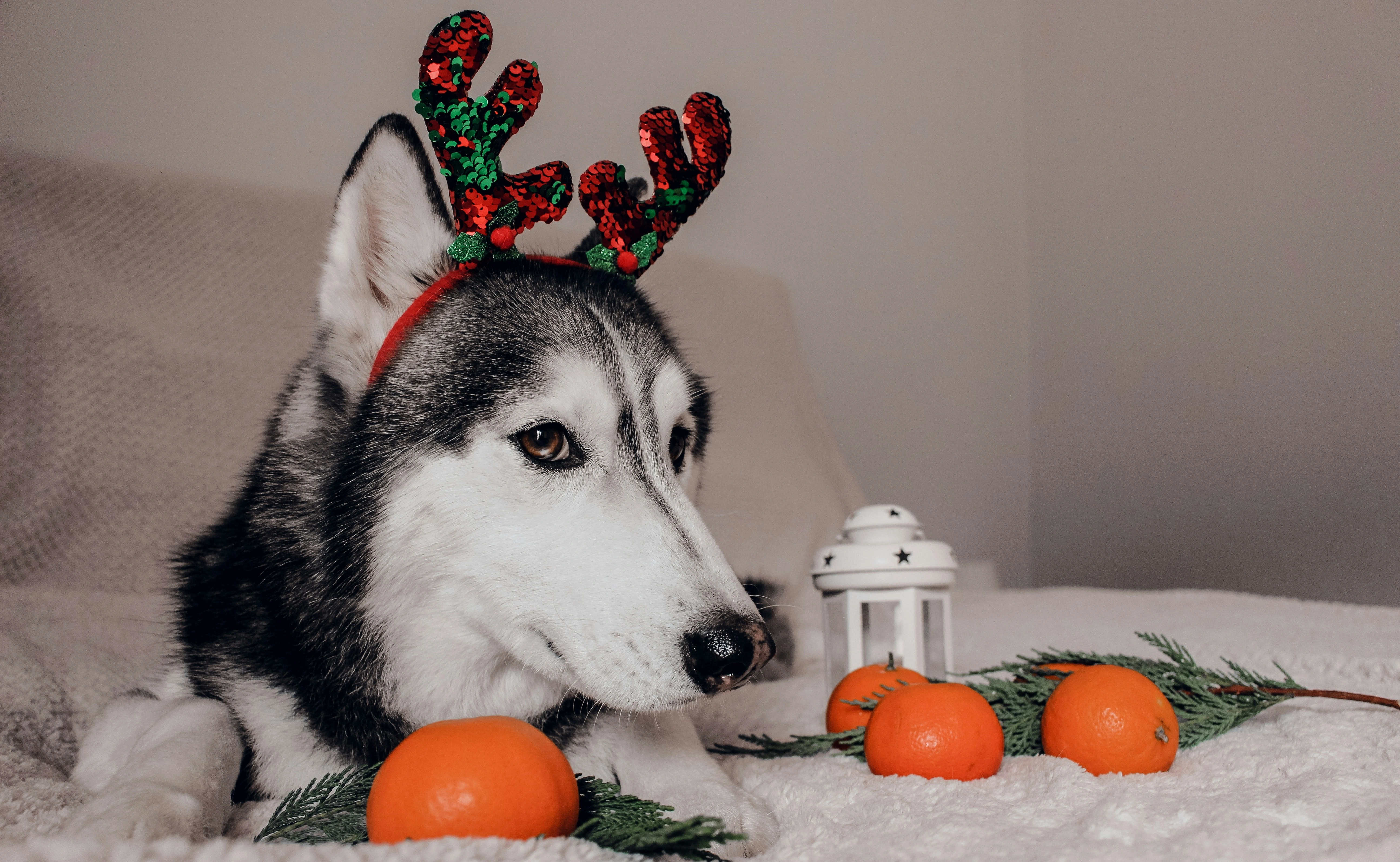 Świąteczny pies husky z mandarynkami na łóżku