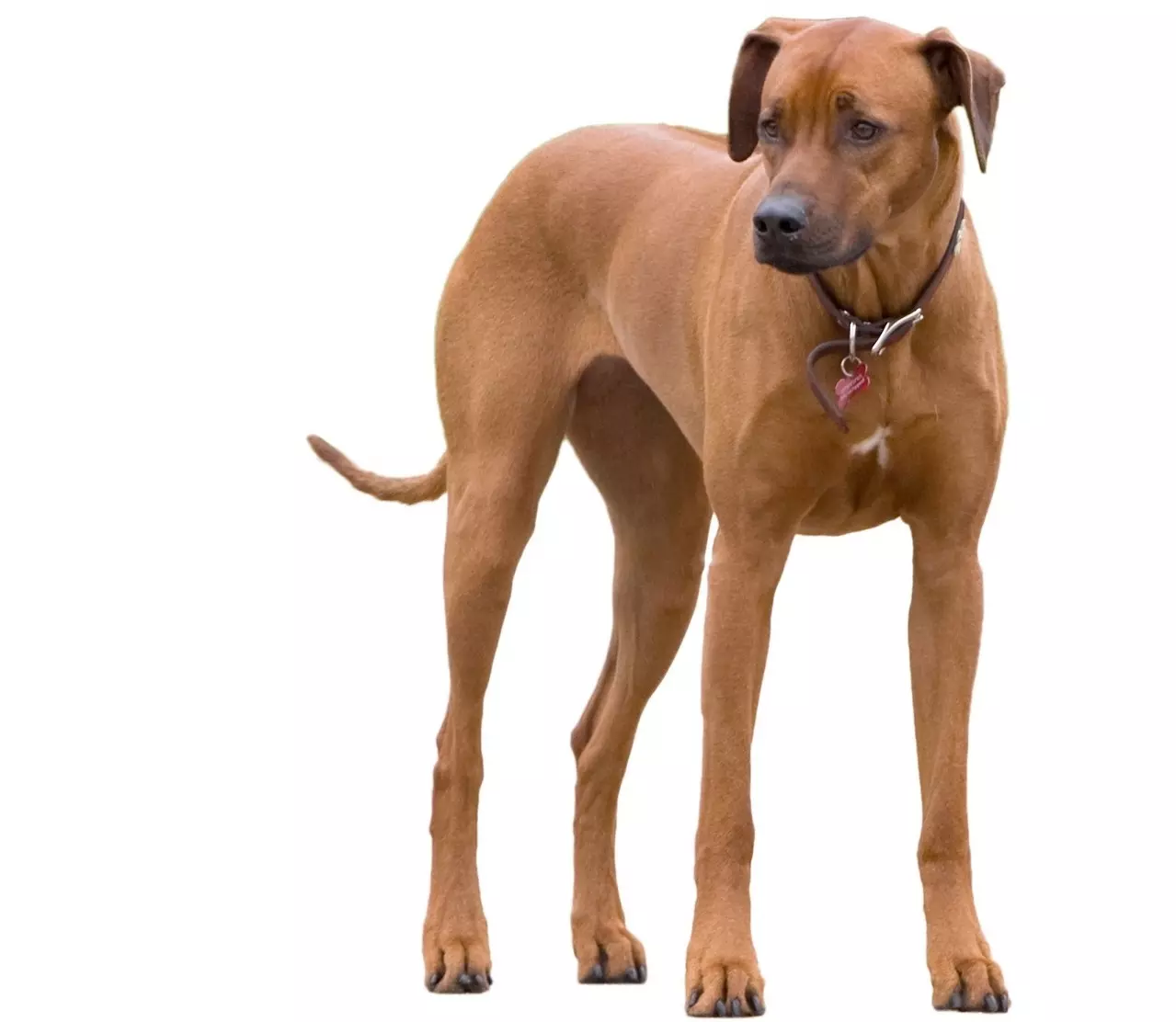 Rhodesian ridgeback wygląd