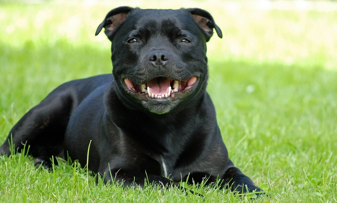 Leżący na świeżym powietrzu staffordshire bull terrier