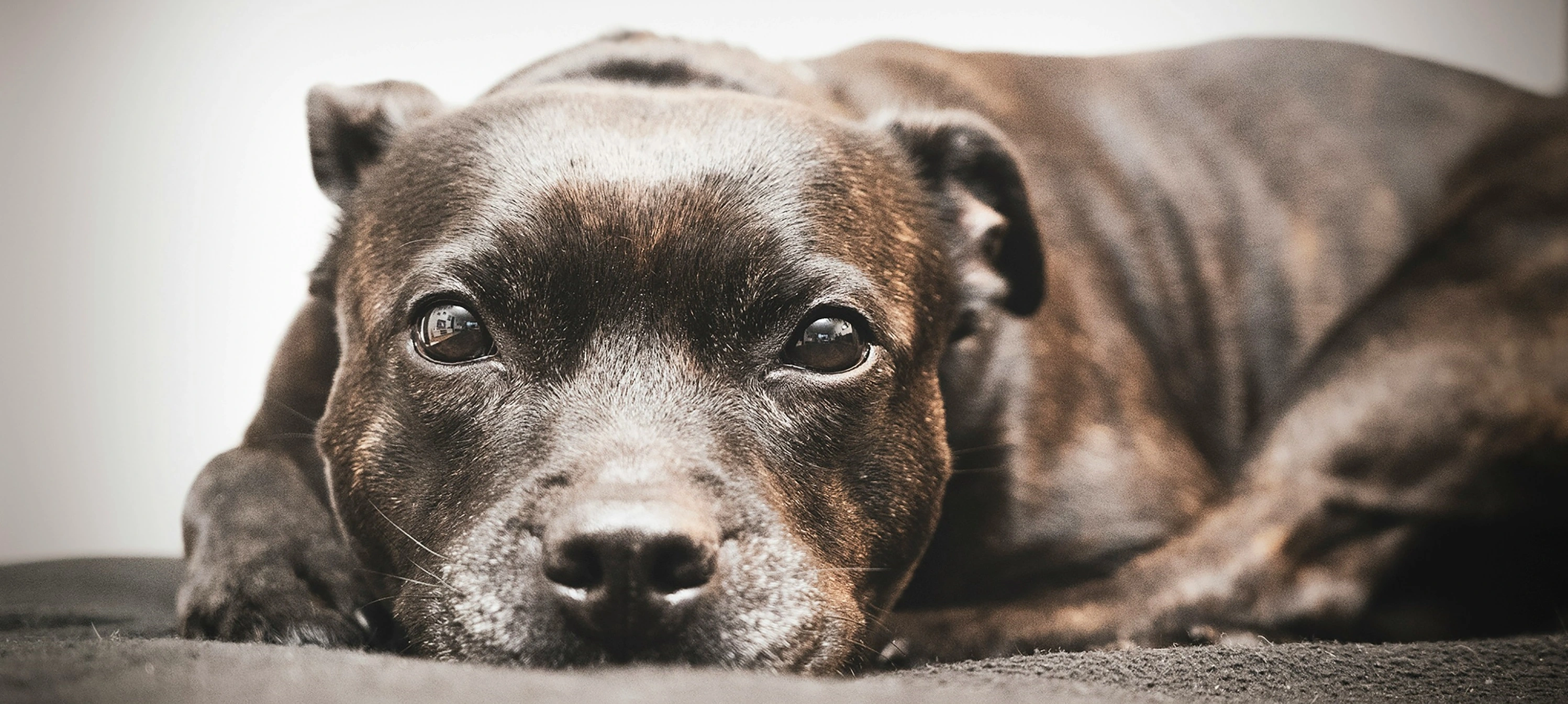 Leżący słodki pies rasy staffordshire-bull-terrier