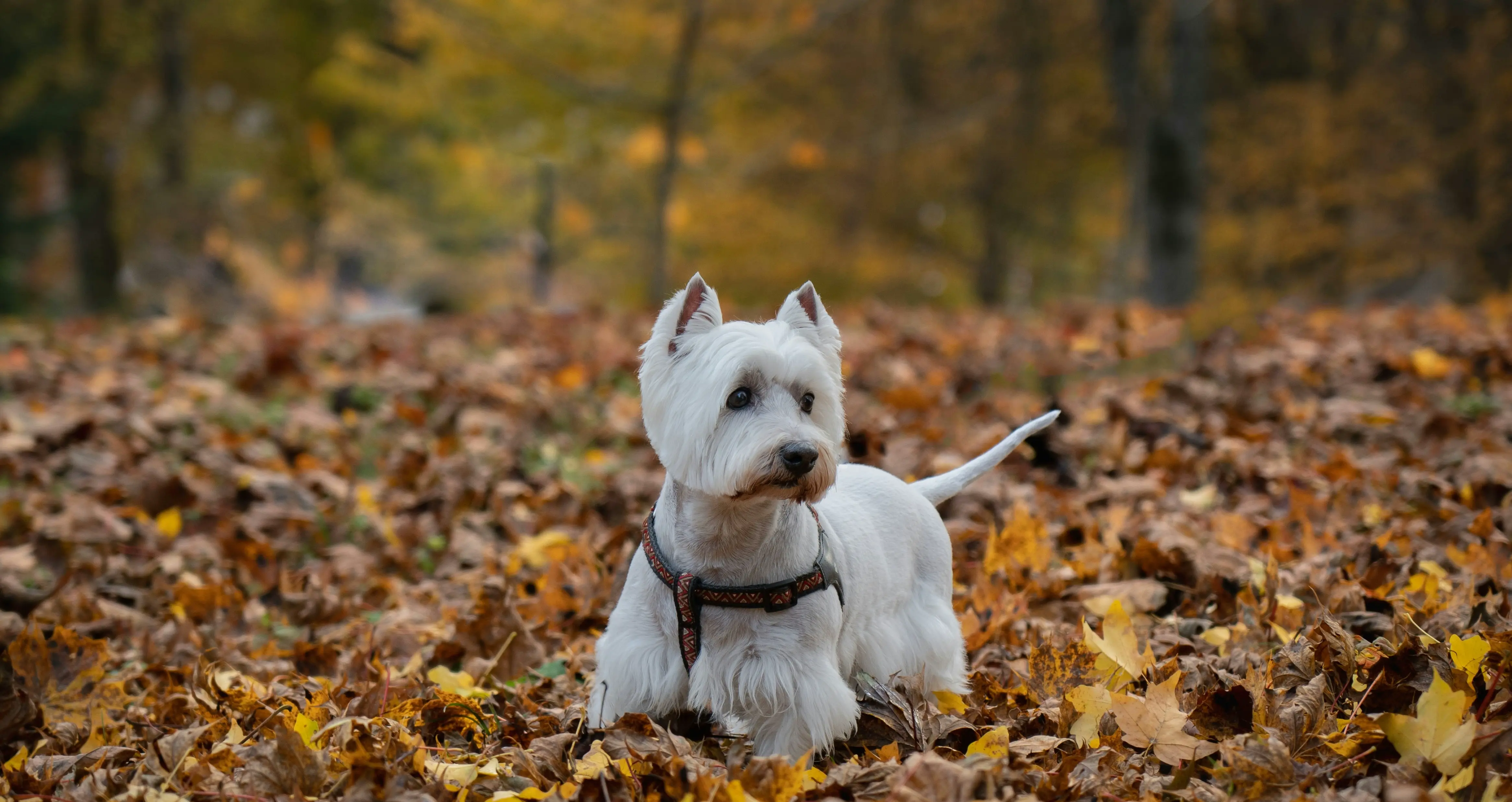 wygląd West Highland white terriera