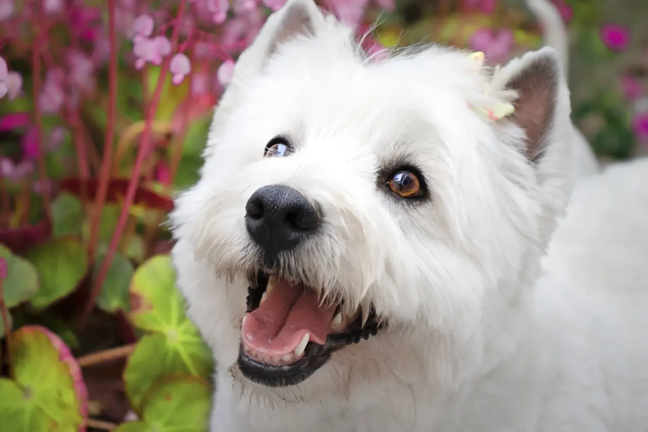 Szczęśliwy i uśmiechnięty westie