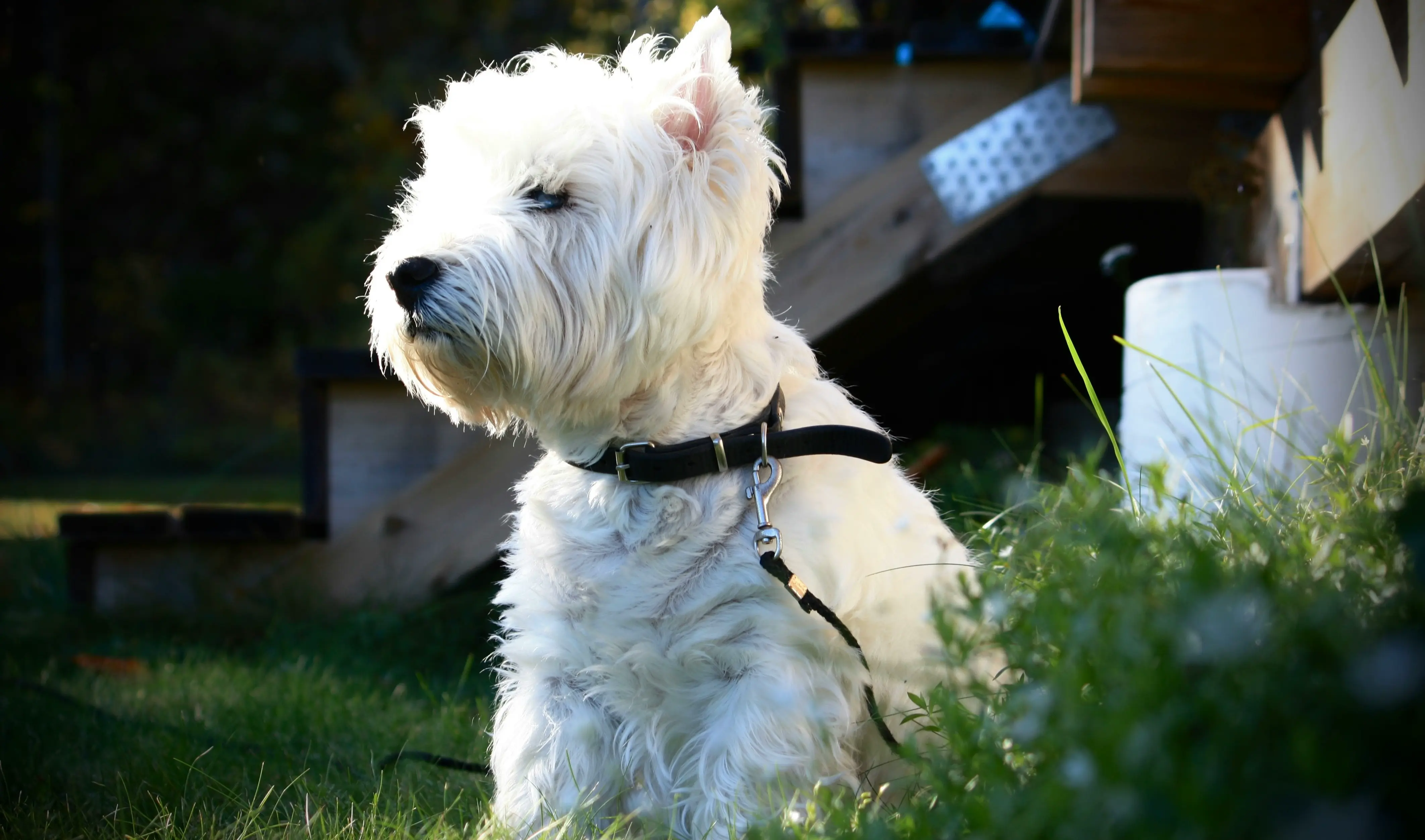 Poważny West terrier