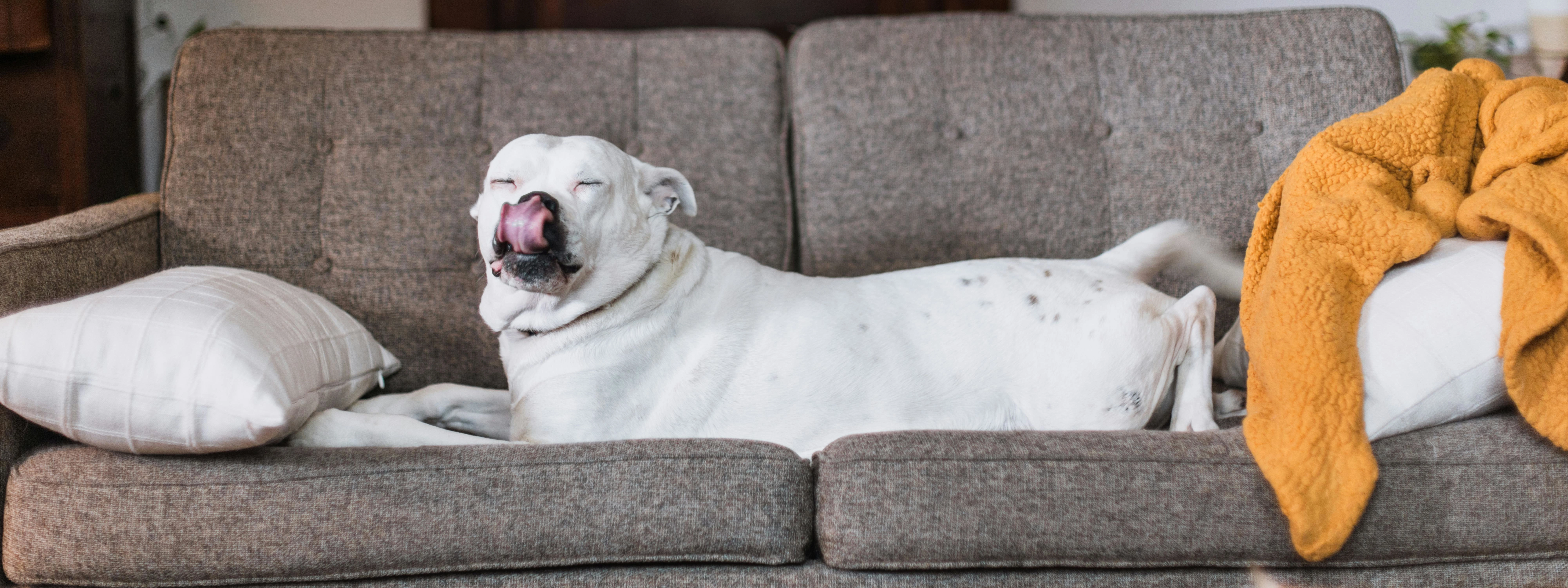 american bulldog na kanapie