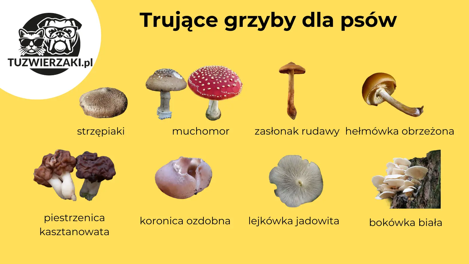 Lista grzybów niebezpiecznych dla zdrowia psa