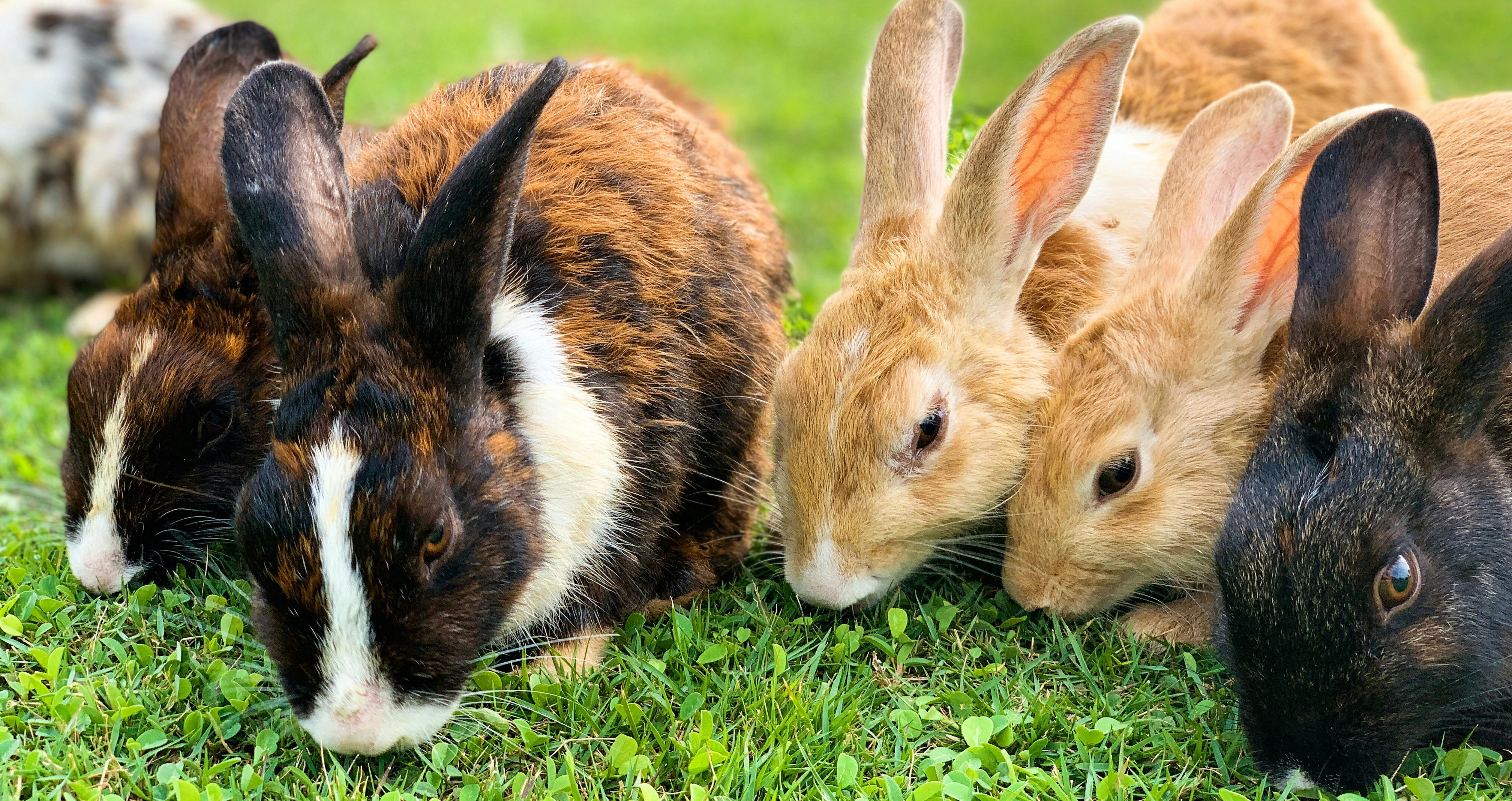 króliki na trawie