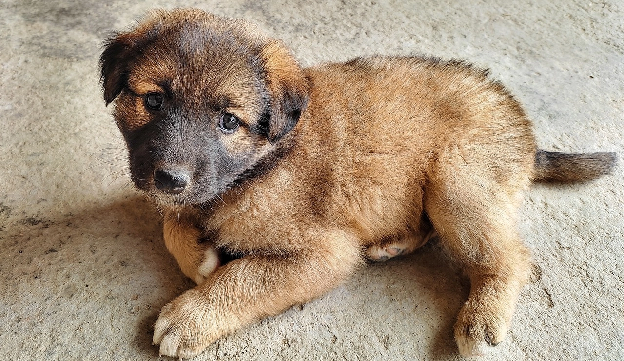 szczeniak leonberger