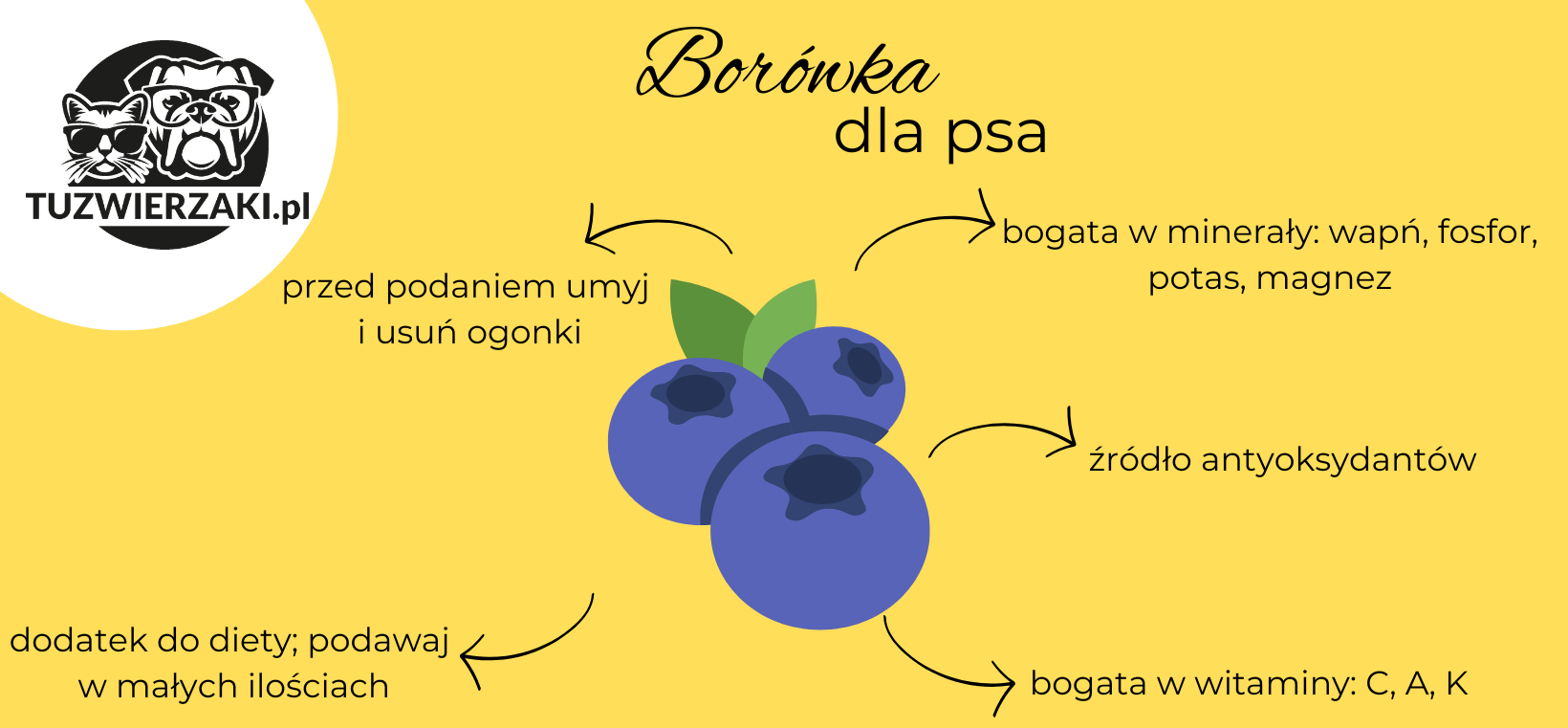 Korzyści z dodania borówek do diety psa