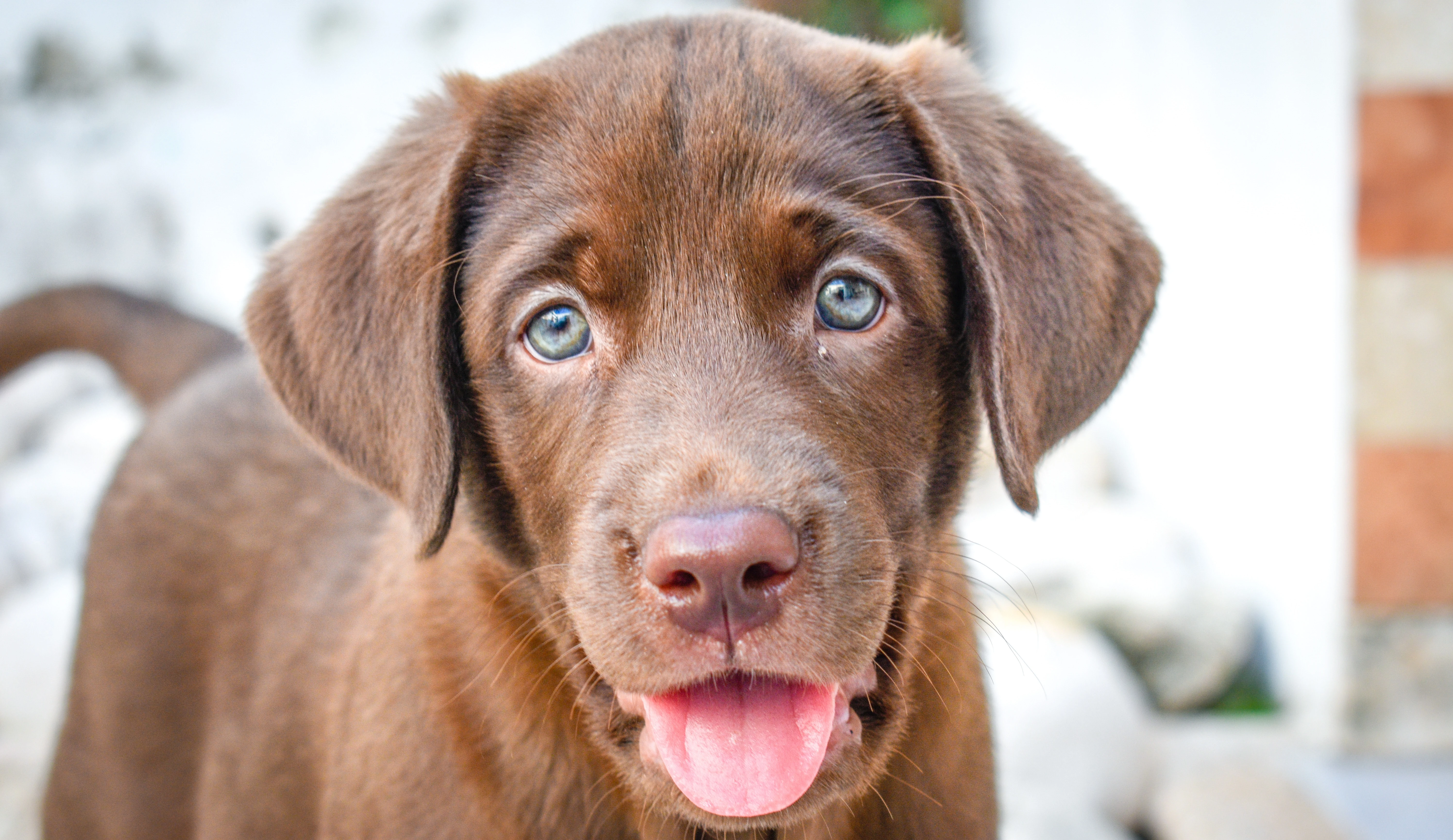 Czekoladowy labrador retriever brązowe umaszczenie