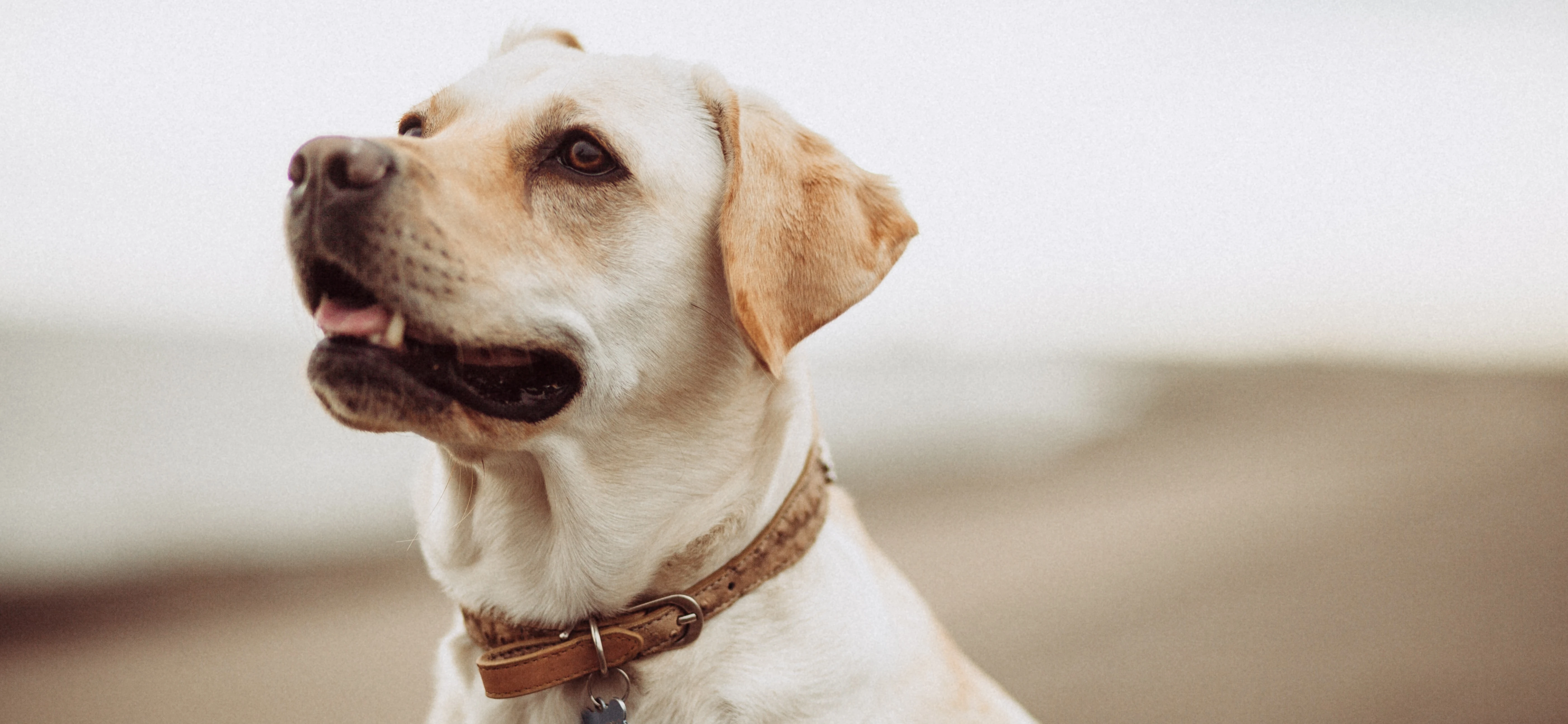 Labrador w obroży