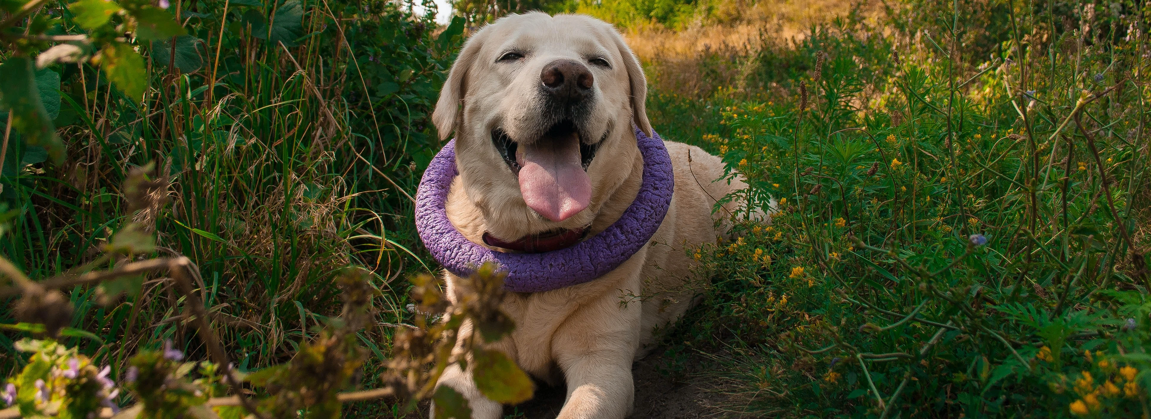 Labrador z zabawkami