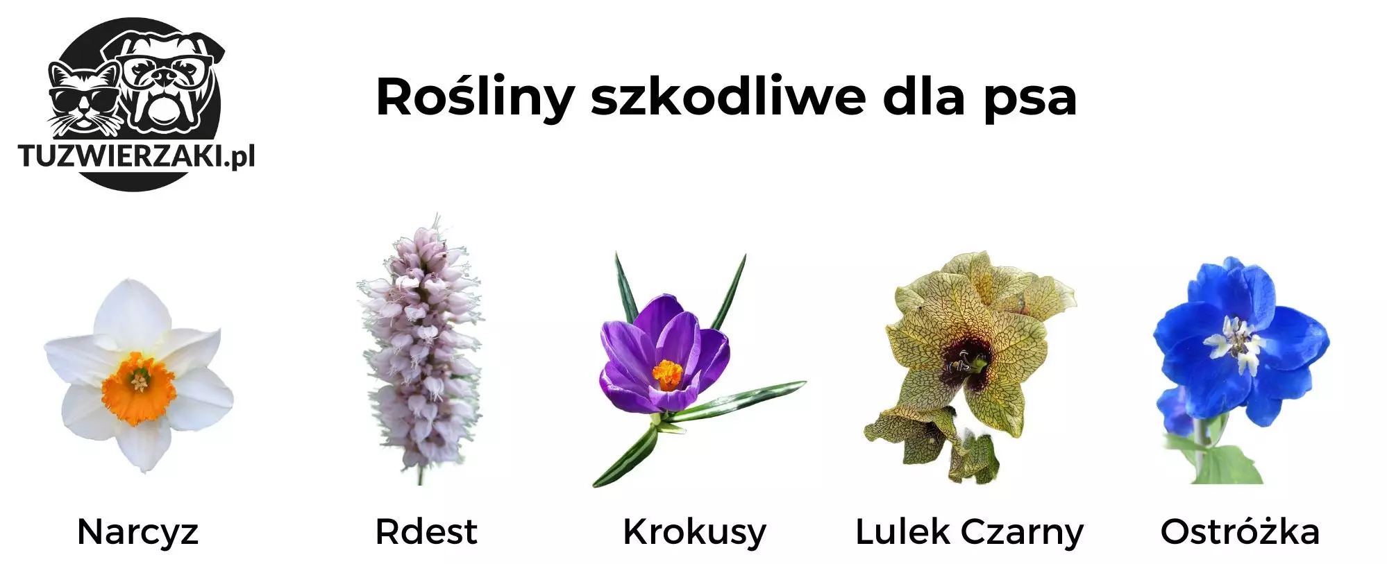 szkodliwe rośliny dla psa, jakie to i jak wyglądają