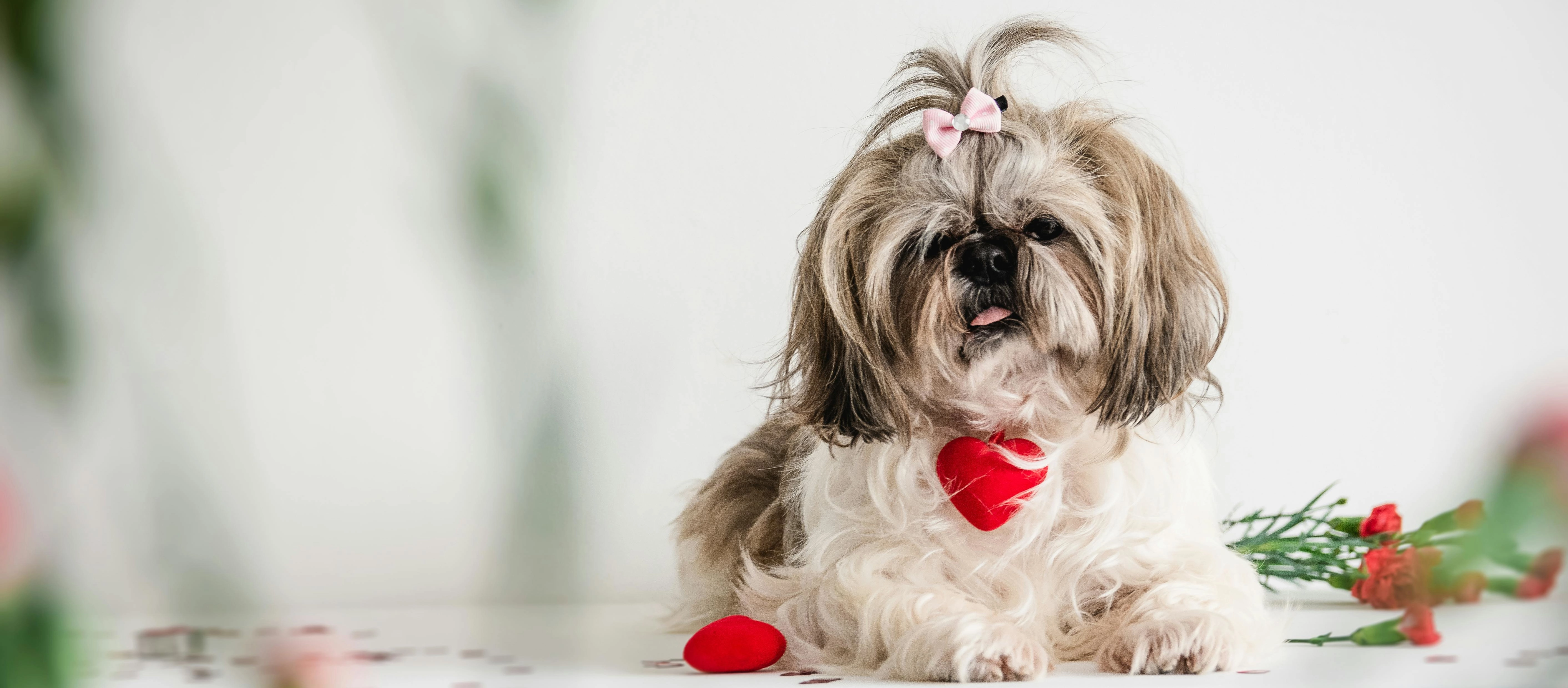 pies rasy shih tzu