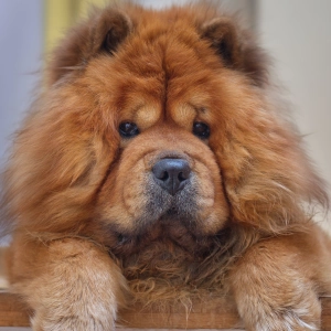 Chow chow. Opis rasy psa