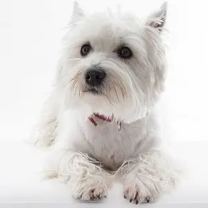  West Highland white terrier — opis rasy psa