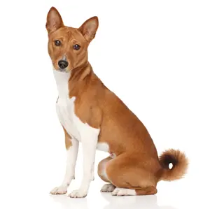 Basenji - opis rasy psa, charakter, pielęgnacja