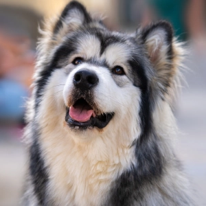 Alaskan malamute (malamut). Historia, wygląd, pielęgnacja i charakter rasy psów.