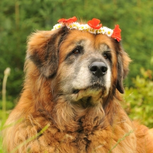 Leonberger. Opis rasy psa