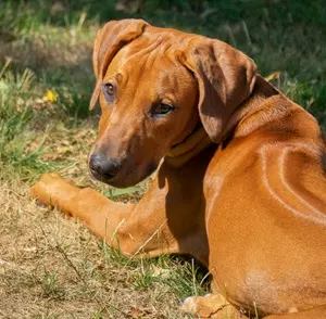 Rhodesian ridgeback (rodezjan) - wygląd, charakter, pielęgnacja