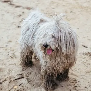 Komondor: charakter, wygląd, choroby