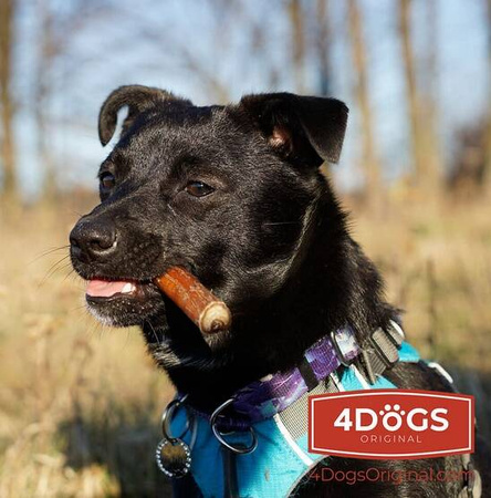 4DOGS Przysmak Dla Psa Gryzak z Penisa Wołowego M