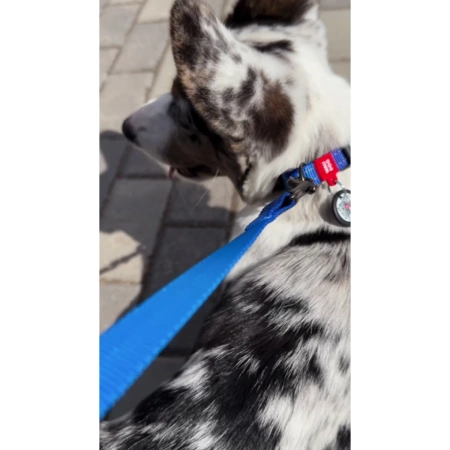 WAUDOG Mono Nylonowa Smycz dla Psa 25mm/200cm Niebieska