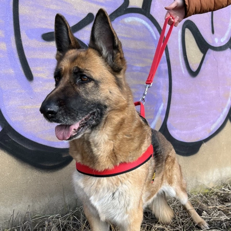 Dingo Taśmowa Rączka do Obroży Dla Psa Czerwona 2,5cm/40cm