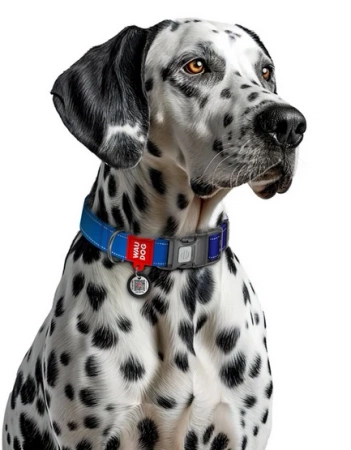 WAUDOG Mono Obroża Dla Psa Niebieska Z Adresówką QR L