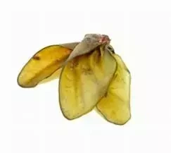 Arami B Przysmak Dla Psa Ucho Wołowe 1szt