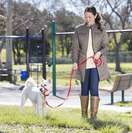 Halti Kantarek Obroża Dla Psa Uzdowa 2 Czerwona