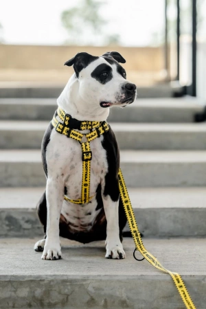 Chaba Nie Dotykaj! Szelki Dla Psa M 2,0/35-53cm