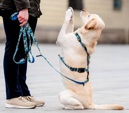 Chaba Smycz Regulowana dla Psa Carnival L 25mm/260cm