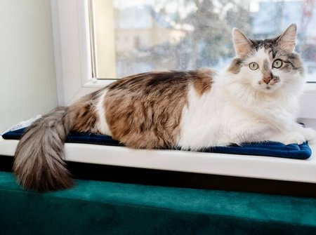 MIMIKO Pets Mata Dla Kota 25x70cm Granat