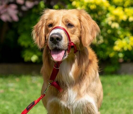 Halti Kantarek Obroża Dla Psa Uzdowa 2 Czerwona