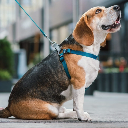 Dingo Fred Silver Twilight Szelki Dla Psa 1/40 Czarny