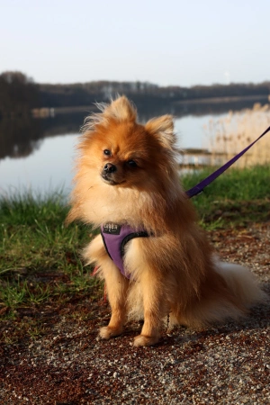 Chaba Comfort Szelki Dla Psa XL Bordowe 1,6/53-70cm