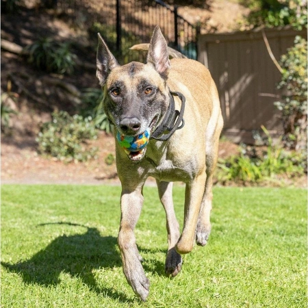 Chuckit! EcoFetch Ball Piłka Dla Psa 7,5cm L