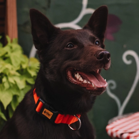 Dingo Energy Obroża Dla Psa Różowa 2,5/55cm