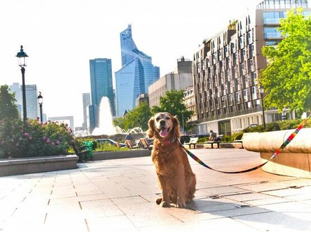 Matteo Smycz Dla Psa Prosta 30mm Piksele