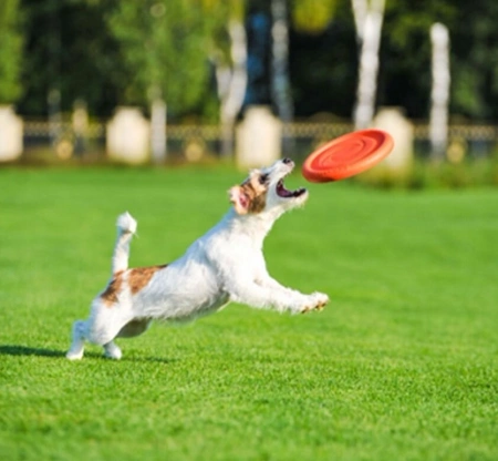 Collar PitchDog Dysk dla Psa Pomarańczowy 24cm