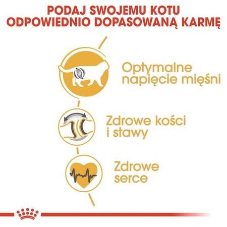 Royal Canin Karma Dla Kota Rasy Brytyjski Krótkowłosy 400g