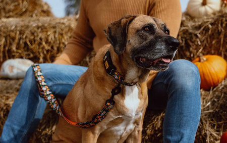 Dingo Szelki Guard City Chiapas S 2,0 x 24-45cm