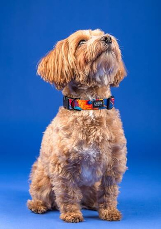 Chaba Obroża Dla Psa Regulowana Story III Aussie L